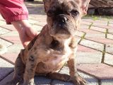 Merle French Bulldog