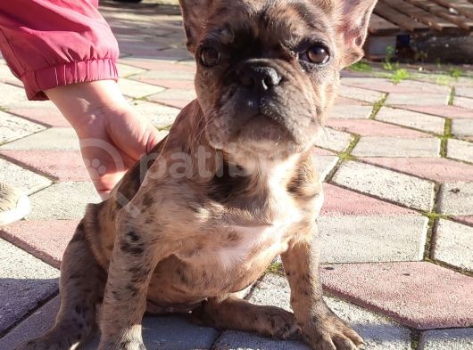 Merle French Bulldog görsel