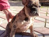 Merle French Bulldog