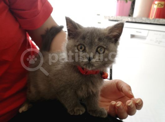 Akilli Oyuncu Ve Sessi̇z Bi̇r Poğaça