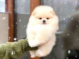 Üst Kalitede Secereli 2 Aylık Erkek Ve Dişi Pomeranian Boo