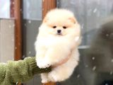 Üst Kalitede Secereli 2 Aylık Erkek Ve Dişi Pomeranian Boo