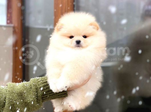 Üst Kalitede Secereli 2 Aylık Erkek Ve Dişi Pomeranian Boo görsel