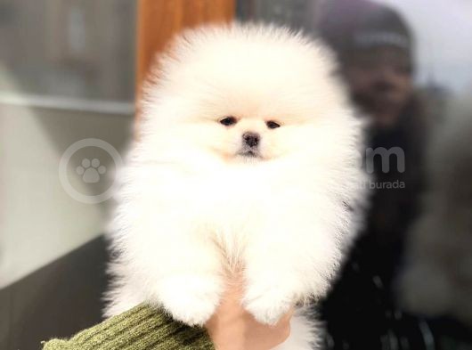Üst Kalitede Secereli 2 Aylık Erkek Ve Dişi Pomeranian Boo görsel