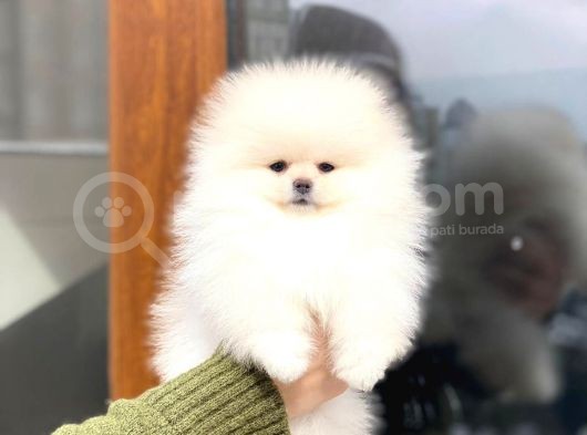Üst Kalitede Secereli 2 Aylık Erkek Ve Dişi Pomeranian Boo görsel