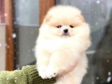 Üst Kalitede Secereli 2 Aylık Erkek Ve Dişi Pomeranian Boo