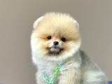 Safkan Pomeranian Boo Yavrularımız