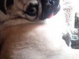 Safkan Pug Mops Yavrular