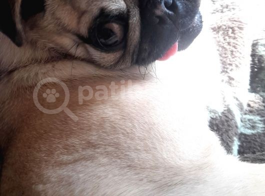Safkan Pug Mops Yavrular görsel
