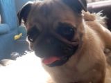 Safkan Pug Mops Yavrular