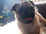 Safkan Pug Mops Yavrular