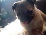 Safkan Pug Mops Yavrular