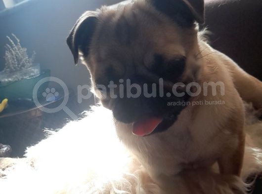 Safkan Pug Mops Yavrular görsel