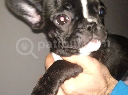 Safkan Fransız Bulldog Yavrulari A Kalitede görsel