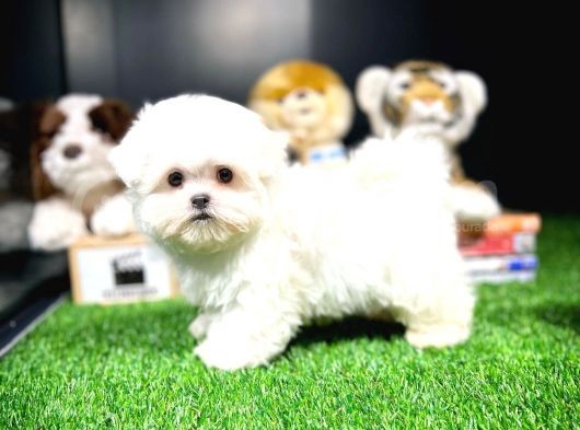 Yavru Patiler Farkı Ile görsel