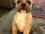 Mükemmel Blue Anatomi French Bulldog
