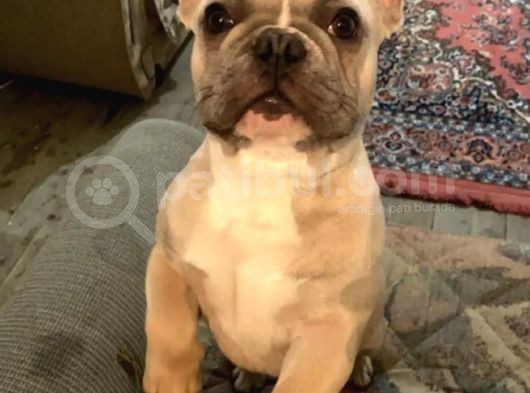 Mükemmel Blue Anatomi French Bulldog görsel