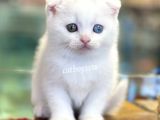 White Scottish Fold Odd Eyes Dişi Kalmış Yavrumuz