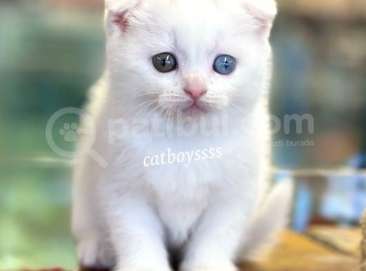 White Scottish Fold Odd Eyes Dişi Kalmış Yavrumuz