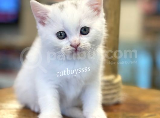 Pamuk Gibi Beyaz British Shorthair Yavrularımız görsel