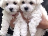 Maltese Mini Boy Yavrular