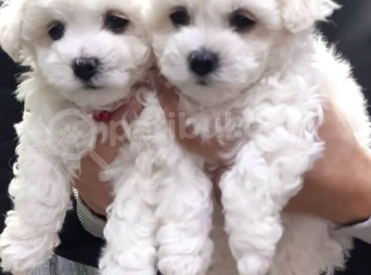 Maltese Mini Boy Yavrular