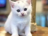 White British Shorthair Dişi Ve Erkek Yavrular