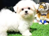 Maltese Terrier Yavrularımız