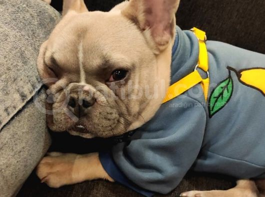 Mükemmel Blue Anatomi French Bulldog görsel