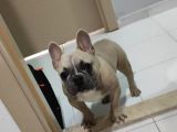 Mükemmel Blue Anatomi French Bulldog