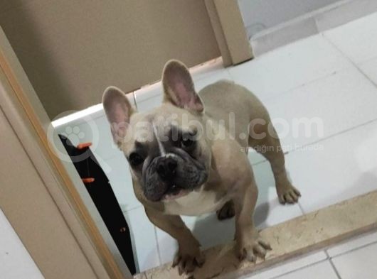Mükemmel Blue Anatomi French Bulldog görsel