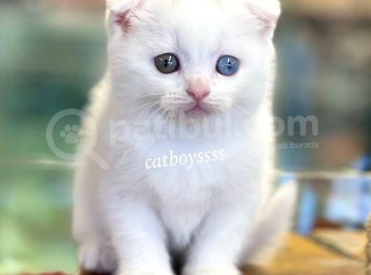 White Scottish Fold Odd Eyes Dişi Kalmış Yavrumuz görsel