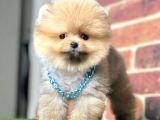 Safkan Pomeranian Boo Yavrularımız