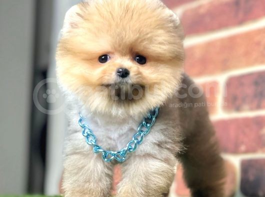Safkan Pomeranian Boo Yavrularımız görsel