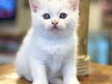 White British Shorthair Dişi Ve Erkek Yavrular
