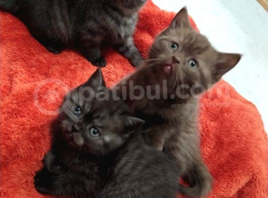 British Shortair 1 Ay 10 Günlük Yavrular