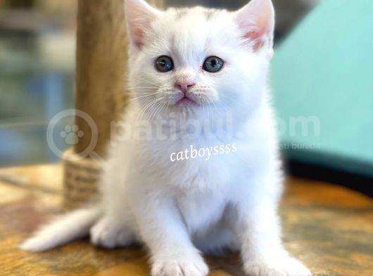 White British Shorthair Dişi Ve Erkek Yavrular görsel