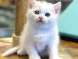 White British Shorthair Dişi Ve Erkek Yavrular