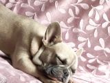 Mükemmel Blue Anatomi French Bulldog
