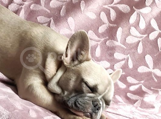 Mükemmel Blue Anatomi French Bulldog görsel