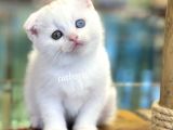 White Scottish Fold Odd Eyes Dişi Kalmış Yavrumuz