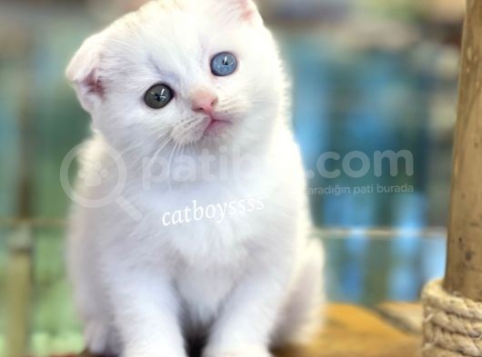 White Scottish Fold Odd Eyes Dişi Kalmış Yavrumuz görsel