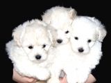 Maltese Mini Boy Yavrular