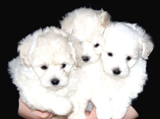 Maltese Mini Boy Yavrular görsel