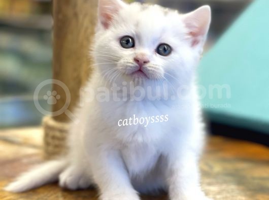 Pamuk Gibi Beyaz British Shorthair Yavrularımız