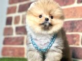 Safkan Pomeranian Boo Yavrularımız