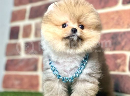 Safkan Pomeranian Boo Yavrularımız görsel