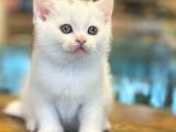 Pamuk Gibi Beyaz British Shorthair Yavrularımız