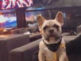 Mükemmel Blue Anatomi French Bulldog