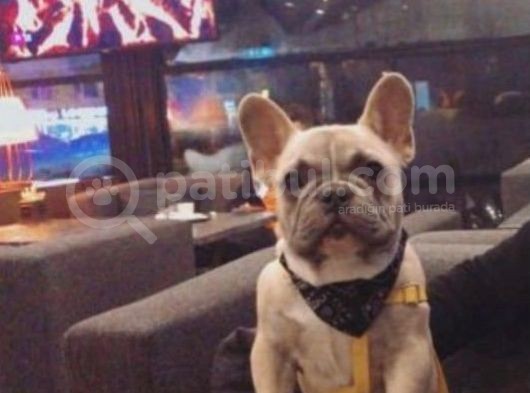 Mükemmel Blue Anatomi French Bulldog görsel